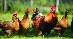 Management of Winter Stress in Poultry Farming