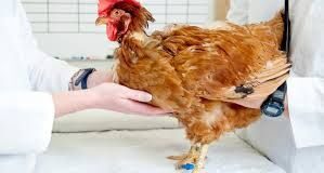 Mycoplasma: A Never Ending Story in Commercial Poultry Production Mycoplasma A Never Ending Story in Commercial Poultry Production