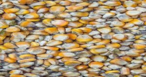 Mycotoxicosis A Big Threat to Poultry Prevention and Control Mycotoxicosis A Big Threat to Poultry Prevention and Control