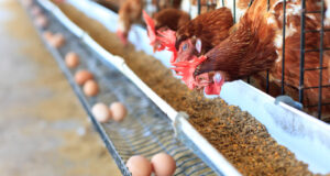 Using Enzymes in Poultry Feed to Increase Profits