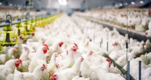 Welfare Concerns of Poultry Farming
