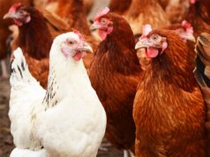Steps by Department of Animal Husbandry to promote poultry the importance of managing dietary electrolyte balance (dEB) so too should we see the benefits of managing the dEB of our animals.