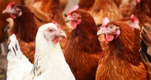 Steps by Department of Animal Husbandry to promote poultry the importance of managing dietary electrolyte balance (dEB) so too should we see the benefits of managing the dEB of our animals.