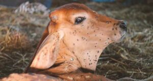 Ticks and their Economic Significance, with special reference to Lumpy Skin Disease Ticks and their Economic Significance, with special reference to Lumpy Skin Disease