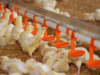 Importance to Improve First Week Body Weight and Reduce Early Chick Mortality