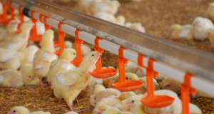 Importance to Improve First Week Body Weight and Reduce Early Chick Mortality