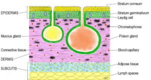Skin Glands and Their Roles in Animals Skin Glands and Their Roles in Animals
