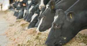 Soaring Feed Prices vis-à-vis Sustainable Dairying in India: Current Perspective Soaring Feed Prices vis-à-vis Sustainable Dairying in India: Current Perspective