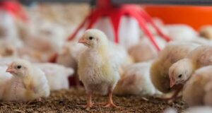 Enhancing the biosecurity system in poultry farming through oxidation chemistry Enhancing the biosecurity system in poultry farming through oxidation chemistry