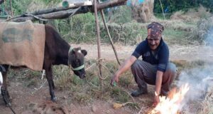 Management of dairy cattle and buffaloes during winter Heifer is protected by putting used gunny bag on it and fire lit to provide warmth