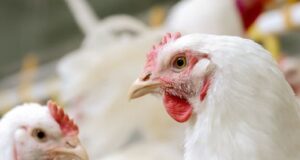 Eradication Of Microbes And Parasites With Immunomodulatory Actions; A Herbal Approach Eradication Of Microbes And Parasites With Immunomodulatory Actions; A Herbal Approach