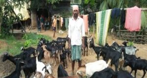 Potentialities of Small Dairy Ruminants: Goat Farming for Milk Production Potentialities of Small Dairy Ruminants: Goat Farming for Milk Production