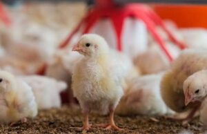 Role of Rural Women in Poultry Farming for Poverty Alleviation Role of Rural Women in Poultry Farming for Poverty Alleviation