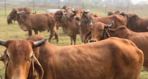 Impact Of Nitrate/ Nitrite Toxicity In Cattle Impact Of Nitrate/ Nitrite Toxicity In Cattle