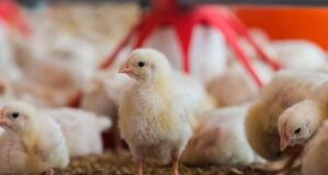 Role of Rural Women in Poultry Farming for Poverty Alleviation Role of Rural Women in Poultry Farming for Poverty Alleviation