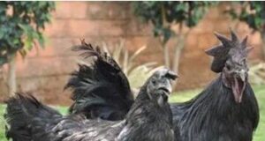 Kadaknath : An Important Poultry Breed to Improve Health as well as Economy Kadaknath : An Important Poultry Breed to Improve Health as well as Economy
