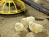 Crude Fibre plays a supporting role in poultry nutrition. Crude Fibre plays a supporting role in poultry nutrition.