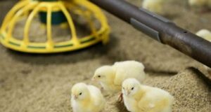 Crude Fibre plays a supporting role in poultry nutrition. Crude Fibre plays a supporting role in poultry nutrition.