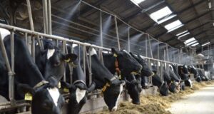 Dairy Cows In Intensive Systems – Environmental Concerns DAIRY COWS IN INTENSIVE SYSTEMS - ENVIRONMENTAL CONCERNS