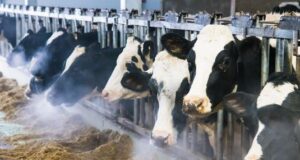 Mitigating strategies for winter stress in dairy animals Mitigating strategies for winter stress in dairy animals