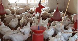 OUTLOOK FOR EXPANSION OF BROILER AND LAYER INDUSTRIES IN INDIA AND ITS FUTURE PROSPECTS Broiler chicken is an important sector in poultry production since it offers high-quality animal protein