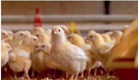 Probiotics and early microbiota Wouter Van Der Veken, Huvepharma.