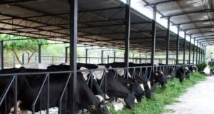 Role of livestock farming in methane emission and mitigation strategies to abate the livestock driven methane emission Role of livestock farming in methane emission and mitigation strategies to abate the livestock driven methane emission