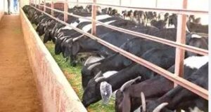 Goat Milk: Medicinal and Nutritional Aspects Goat Milk: Medicinal and Nutritional Aspects