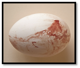 EGG SHELL DISORDER