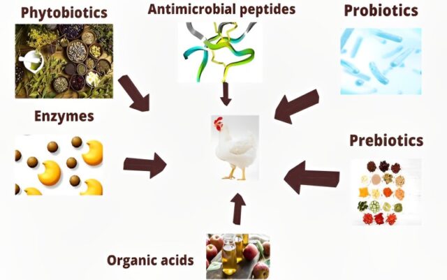 Use of Organic Acids and Essential Oils in Feed for Poultry Performance