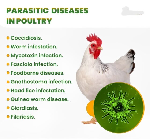 Disease preventive measures in poultry house