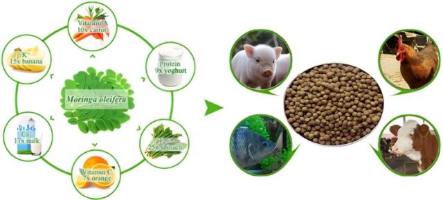 Non Conventional Feed Resources: Present and Future Requirement and Availability of Feed for Poultry