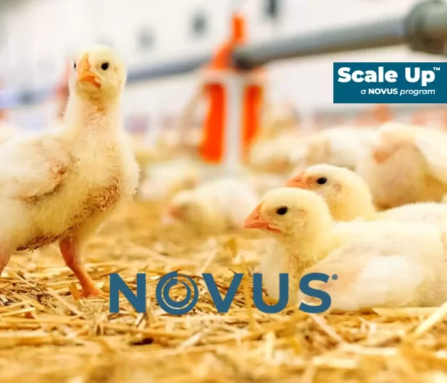 NOVUS Shares Innovation Supporting the Poultry Industry at IPPE