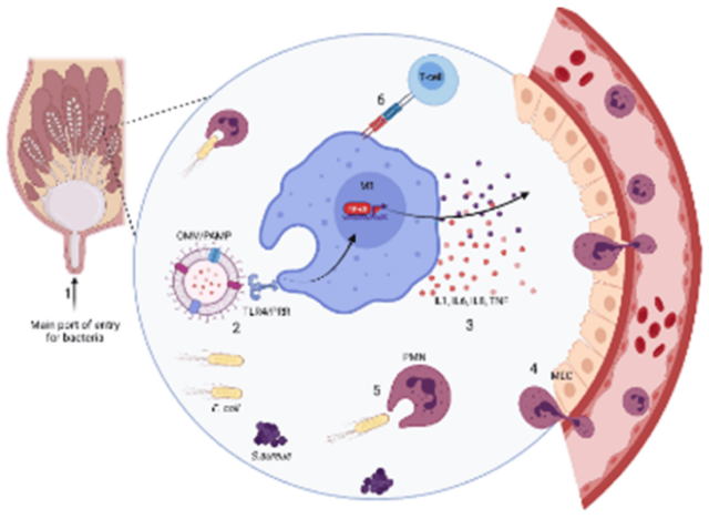 Retention of Fetal Membranes in Bovine-a Major Impediment After Parturition