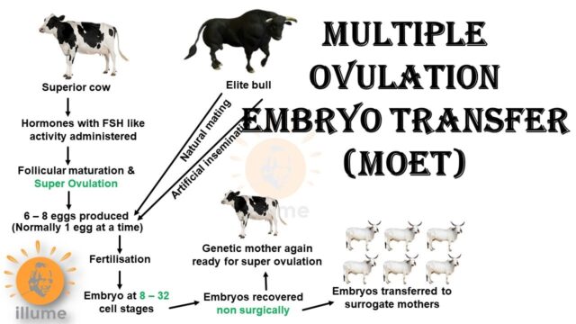 Livestock Improvement by Embryo Transfer Technology