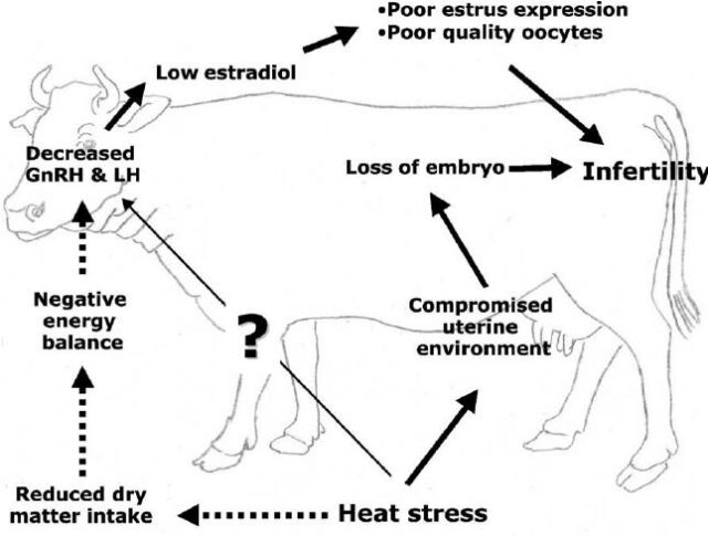 Repeat Breeding in Dairy Cattle and its Solution