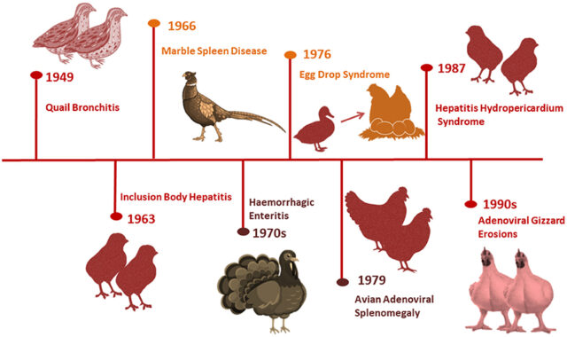 NUCLEIC ACID BASED DIAGNOSTIC APPROACHES FOR POULTRY DISEASES