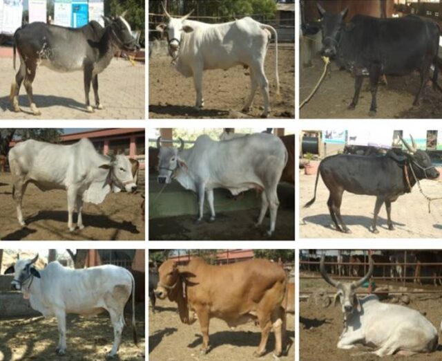 ICAR Kolhapur - Indigenous Cow Exhibition