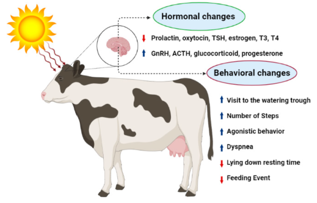 Effect of heat stress in dairy animals