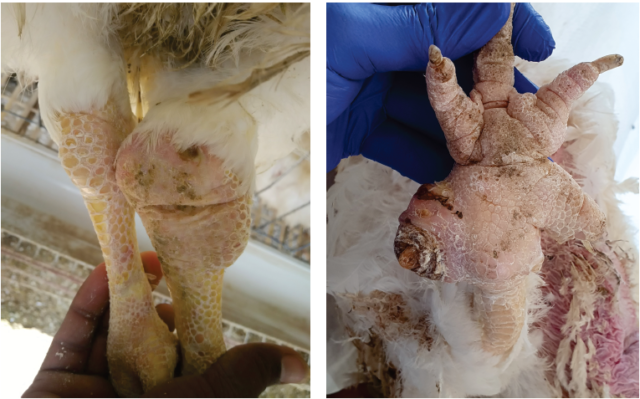Effective Mycoplasma Management in Poultry