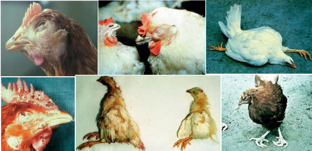 Disease Prevention In Poultry: Key Strategies For A Healthy Flock
