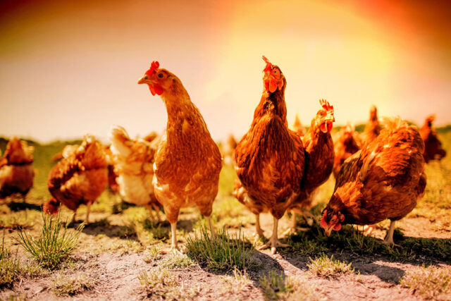 SUMMER STRESS MANAGEMENT TECHNIQUES FOR POULTRY FARMERS