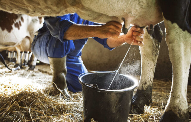 FEEDING STRATEGIES TO IMPROVE MILK PRODUCTION IN DAIRY HERD