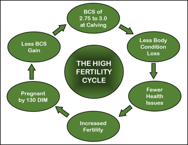 Enhancing Fertility: Holistic Strategies for Dairy Reproductive Management