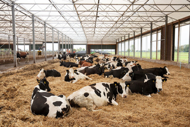 Flooring System in livestock