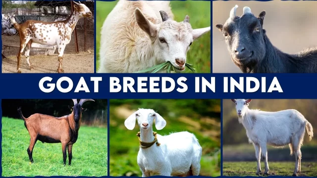 Contribution of Goats in India’s dairy industry