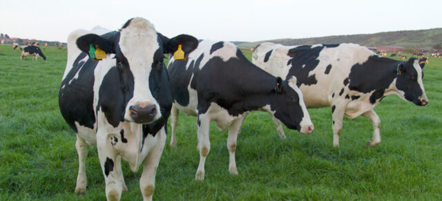 Key Challenges in Milk Production During Summer Months