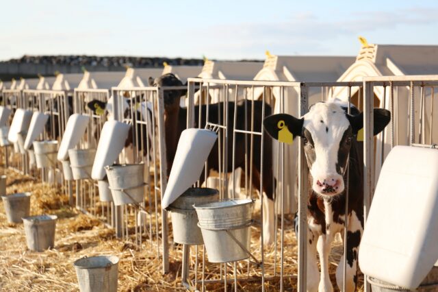 Optimizing Summer Management Practices for Dairy Animals: Ensuring Health and Productivity in Hot Weather