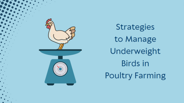 Addressing Challenges in Nutrition Management for Layer Birds