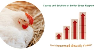 Effective Measures in Feeding and Nutrition for Poultry to Reduce the Impact of Winter Stress
